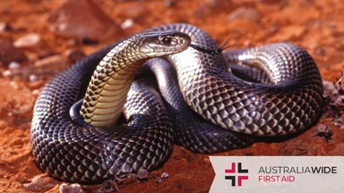 King brown snake coiled up red soil